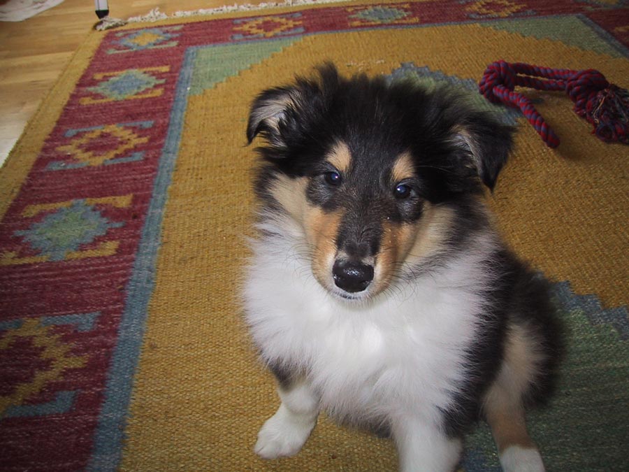 Six Weeks Old