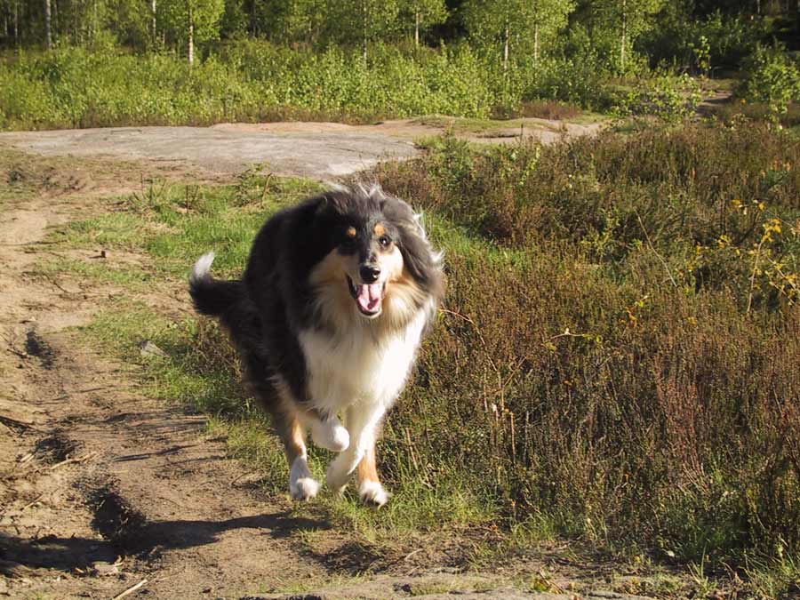 Running ...