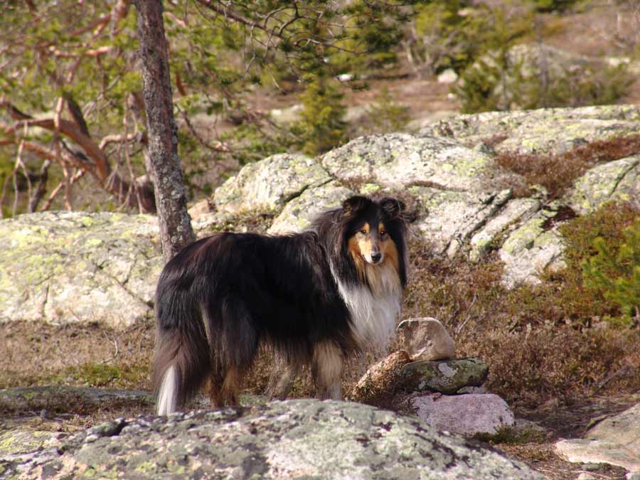 Majestic