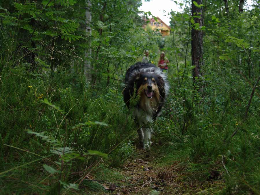 In the Forest